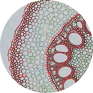 Microslide Plant Mitosis